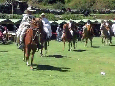 Bolognesi cowboys muestran sus caballos de paso